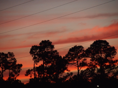 [Behind the silhouette of the pine trees are dramatic horizonatal swatches of pink/grey against the blue sky. Four utility wires cross the upper half of the image.]